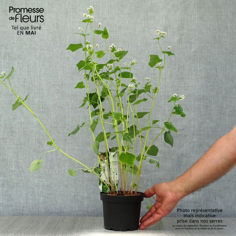 Example of Echter Buchweizen - Fagopyrum esculentum Topf mit 1,5L/2L as you get in printemps