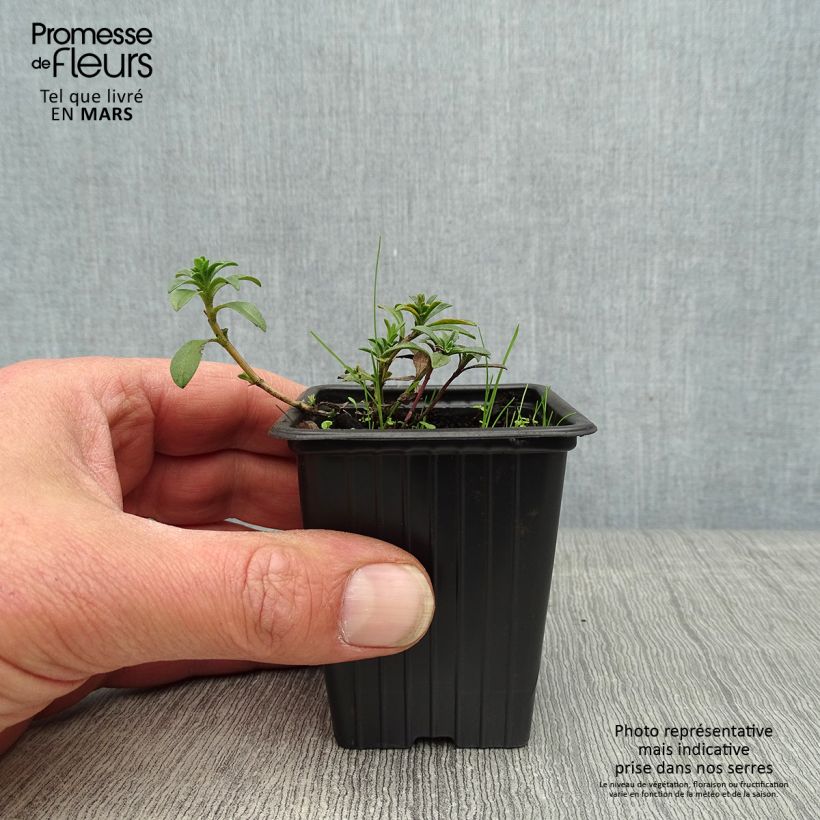 Exemplar von Bohnenkraut citriodora - Satureja montana Kleine Töpfe von 8/9 cm wie im Frühjahr geliefert