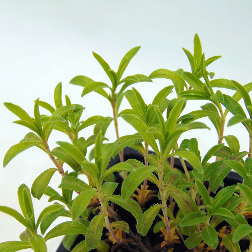 Bohnenkraut citriodora - Satureja montana (Foliage)