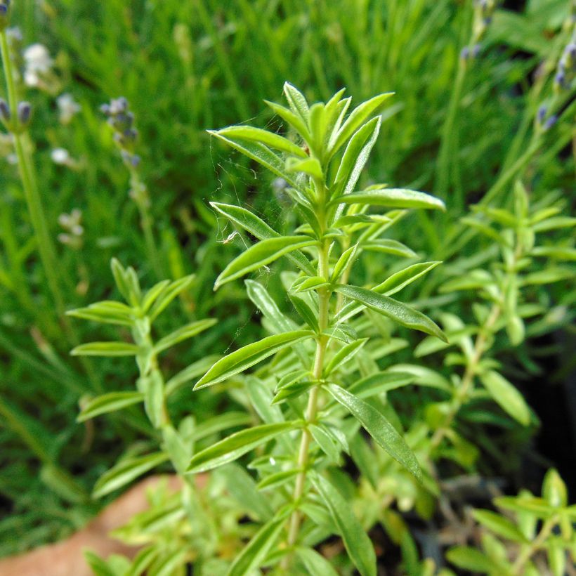 Bohnenkraut - Satureja montana (Foliage)