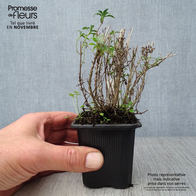 Example of Bohnenkraut - Satureja montana Kleine Töpfe von 7/8 cm as you get in automne