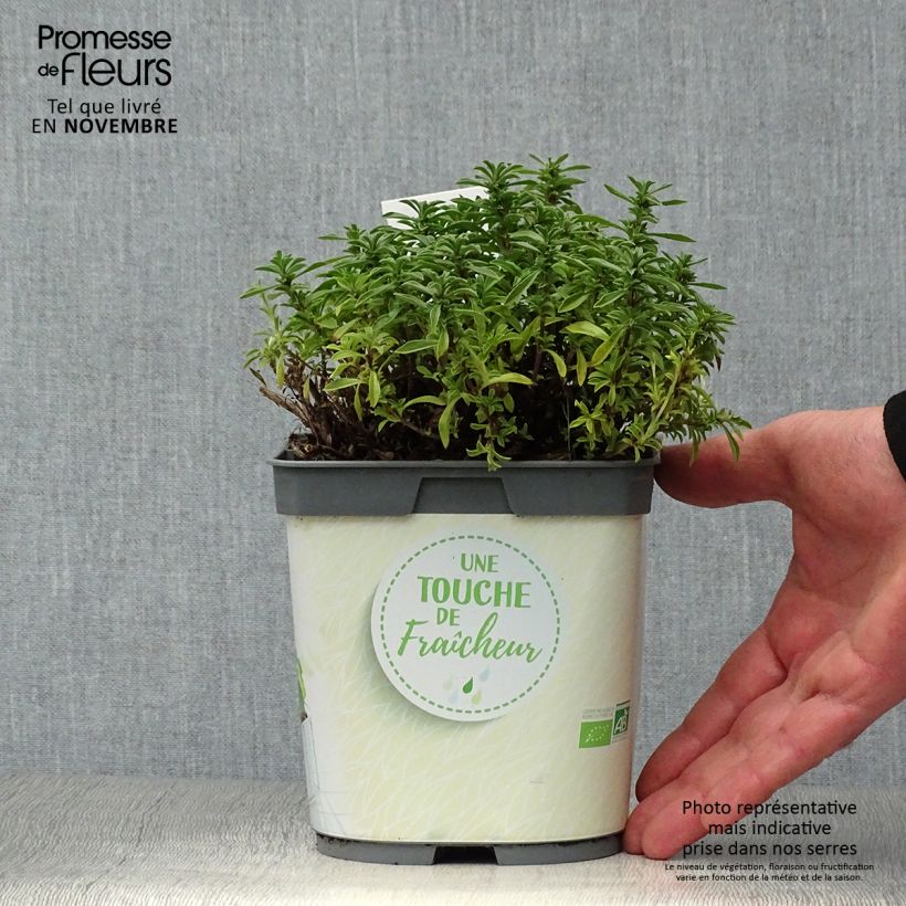 Example of Bohnenkraut Bio (Pflanzen) - Satureja montana Topf mit 1L/1,5L as you get in automne
