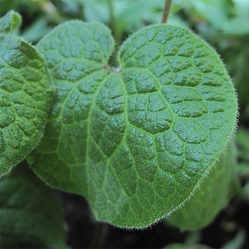 Saruma henryi - Herzblattwurz (Foliage)