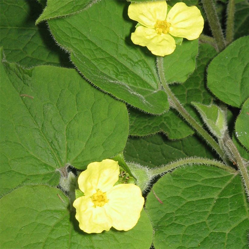 Saruma henryi - Herzblattwurz (Flowering)