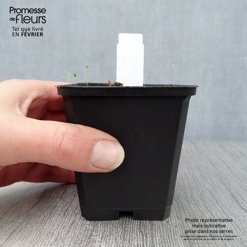 Exemplar von Saruma henryi - Herzblattwurz Kleine Töpfe von 8/9 cm wie im Winter geliefert