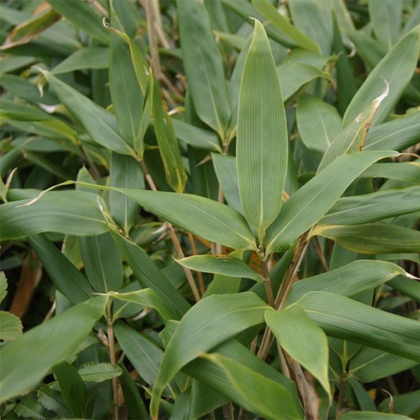 Sasa kurilensis - Zwergbambus (Foliage)