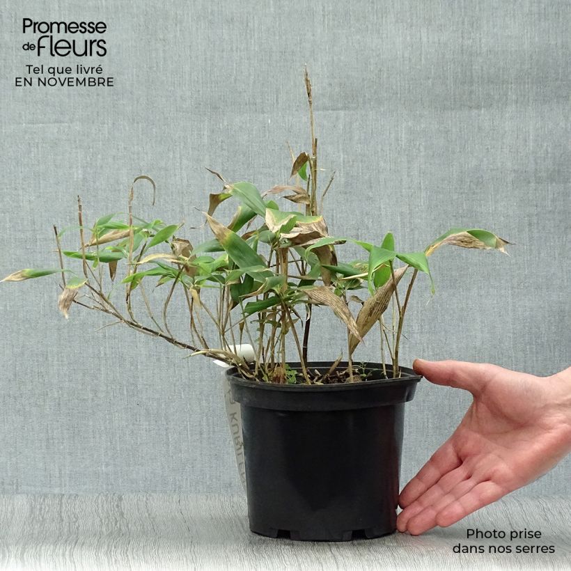 Example of Sasa kurilensis - Zwergbambus Topf mit 2L/3L as you get in automne