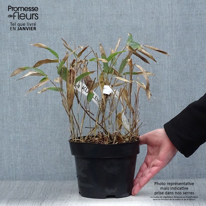 Exemplar von Sasa kurilensis - Zwergbambus Topf mit 2L/3L wie im Winter geliefert