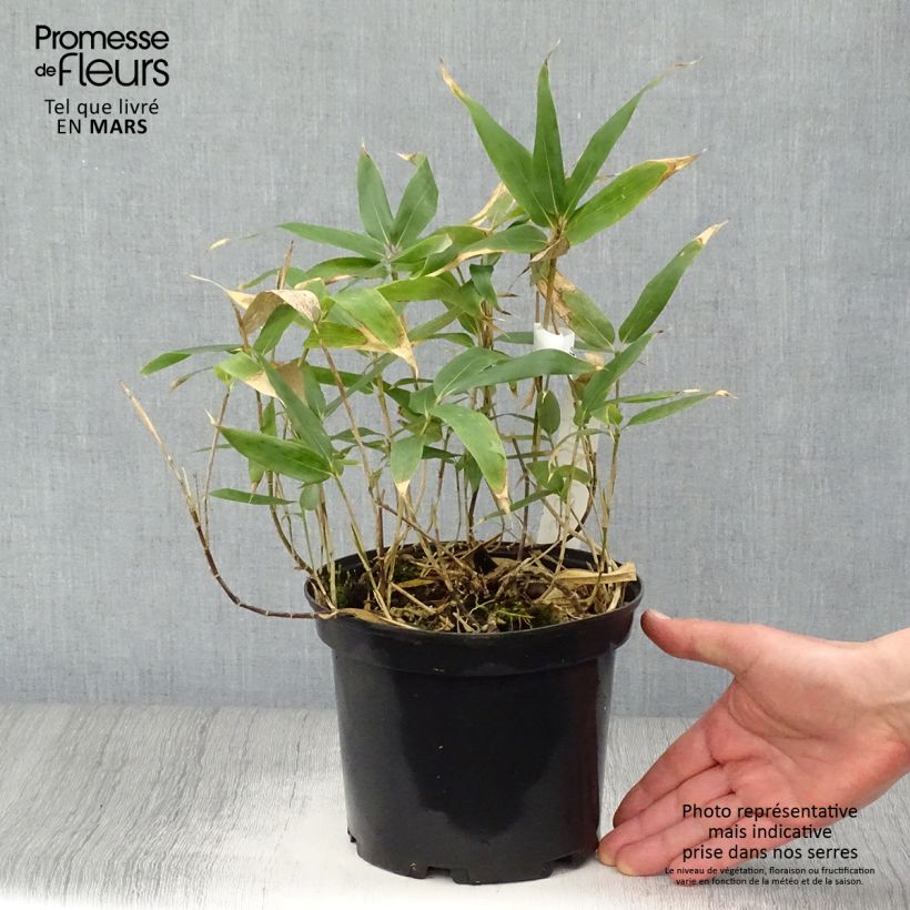 Exemplar von Sasa kurilensis - Zwergbambus Topf mit 2L/3L wie im Frühjahr geliefert