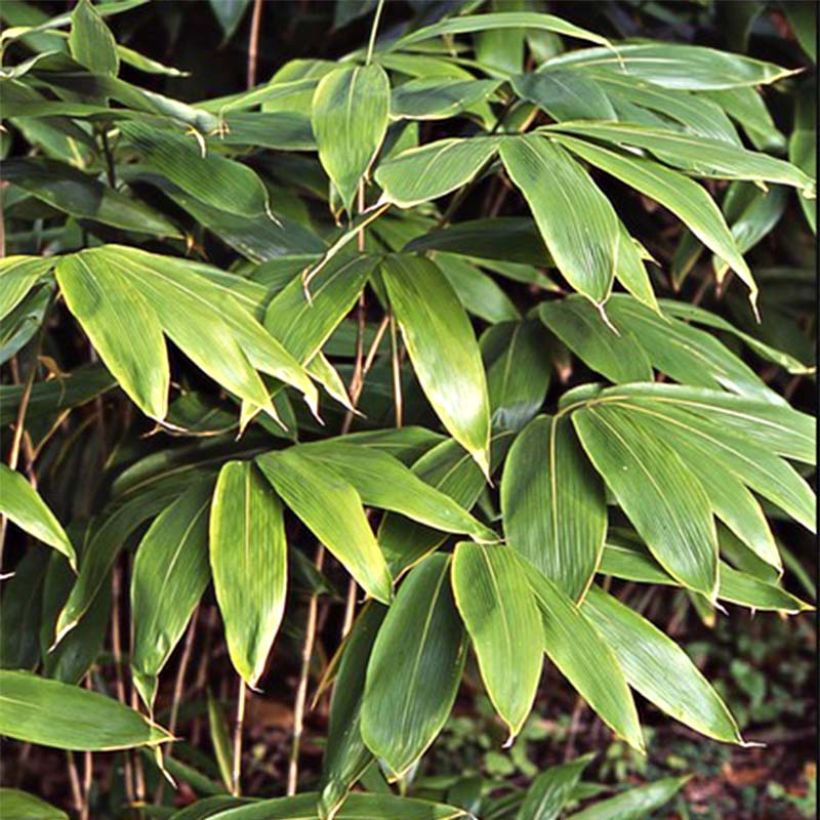 Sasa palmata Nebulosa - Zwergbambus (Foliage)