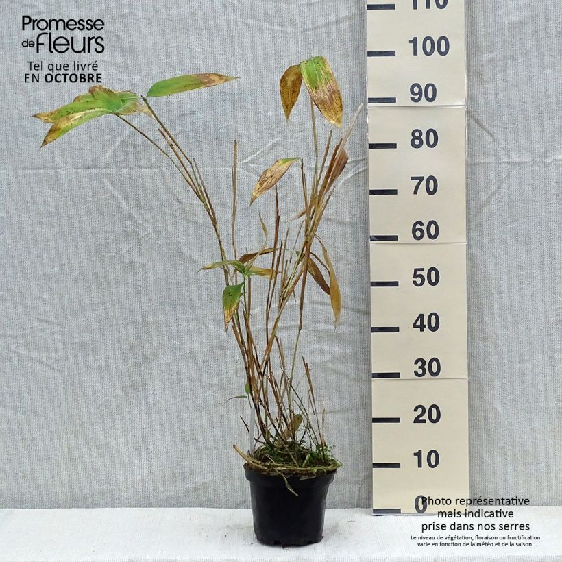 Example of Sasa palmata Nebulosa - Zwergbambus Topf mit 2L/3L as you get in automne