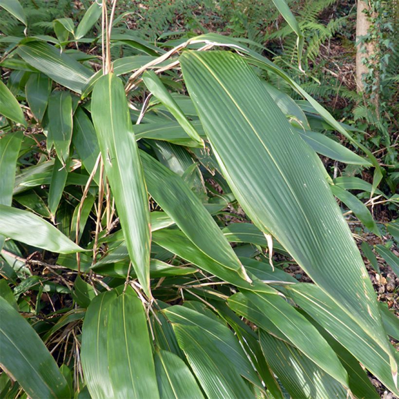 Sasa tessellata - Zwergbambus (Foliage)