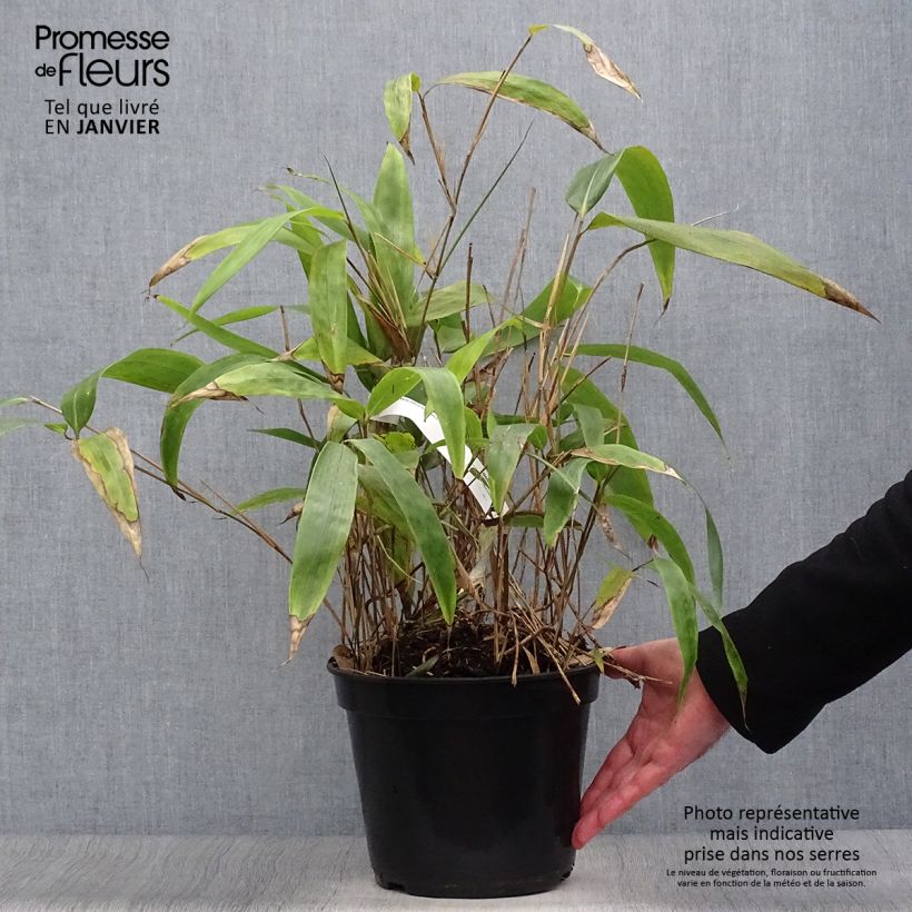 Exemplar von Sasa tessellata - Zwergbambus Topf mit 3L/4L wie im Winter geliefert