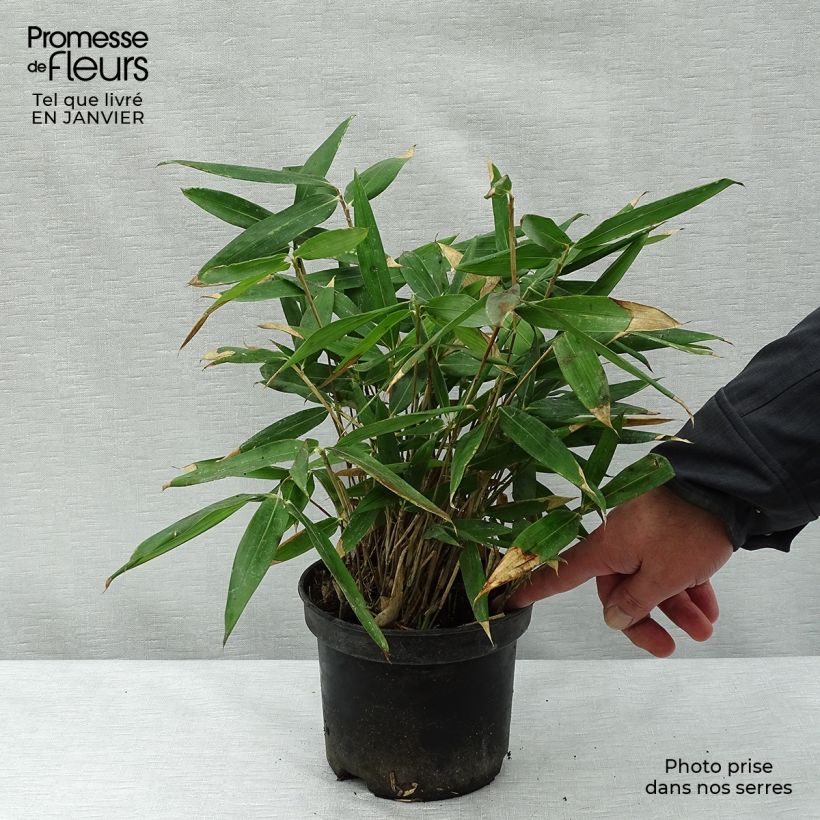 Exemplar von Sasa tsuboiana - Zwergbambus Topf mit 2L/3L wie im Winter geliefert