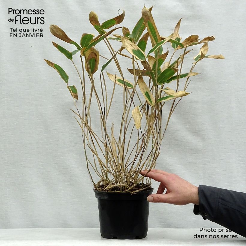 Exemplar von Sasa veitchii - Zwergbambus Topf mit 2L/3L wie im Winter geliefert