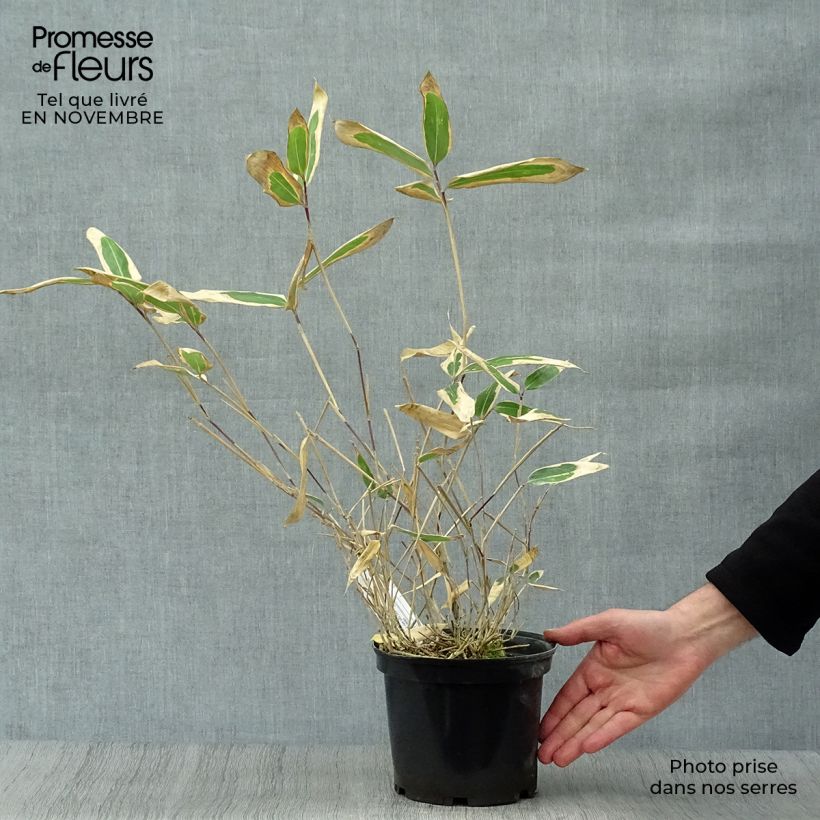 Example of Sasa veitchii - Zwergbambus Topf mit 2L/3L as you get in automne