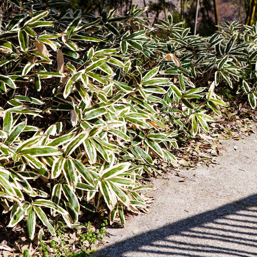 Sasa veitchii - Zwergbambus (Plant habit)
