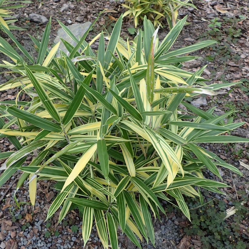 Sasaella masamuneana Albostriata - Bambus (Plant habit)