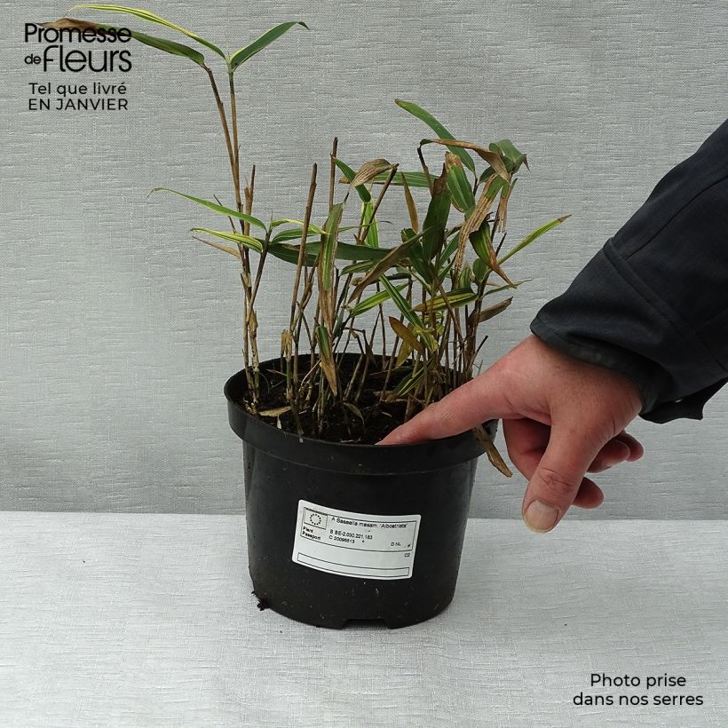 Exemplar von Sasaella masamuneana Albostriata - Bambus Topf mit 2L/3L wie im Winter geliefert