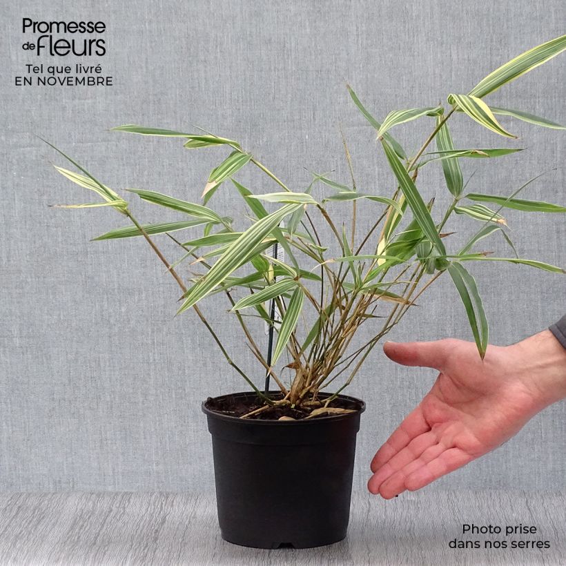 Example of Sasaella masamuneana Albostriata - Bambus Topf mit 2L/3L as you get in automne
