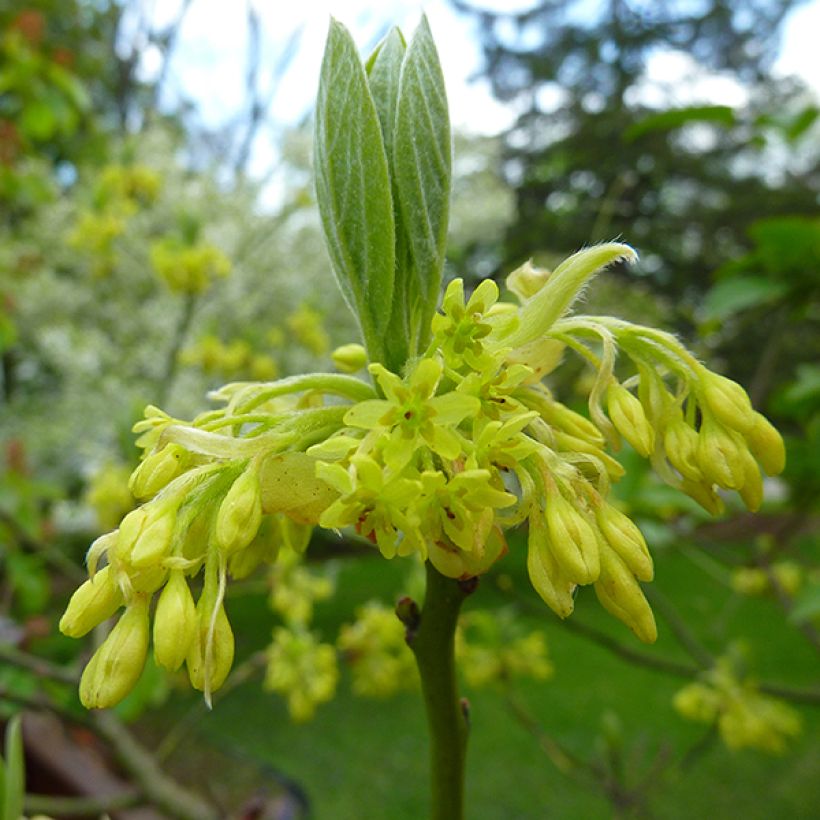 Sassafras albidum - Sassafrasbaum (Flowering)