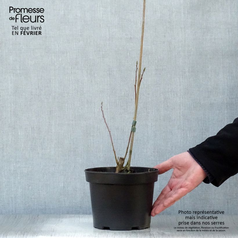 Exemplar von Sassafras albidum - Sassafrasbaum Topf mit 3L/4L wie im Winter geliefert