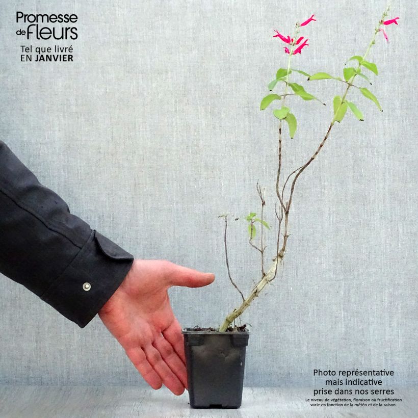 Exemplar von Zierlicher Salbei Ananas - Salvia elegans Kleine Töpfe von 7/8 cm wie im Winter geliefert