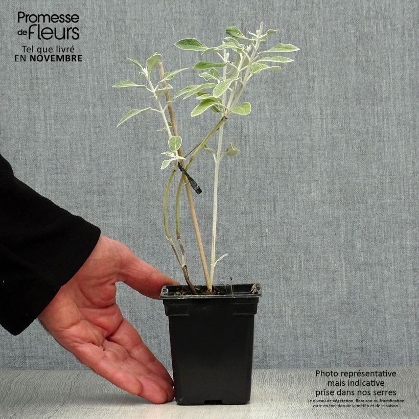 Example of Peruanischer Salbei - Salvia discolor Kleine Töpfe von 7/8 cm as you get in automne