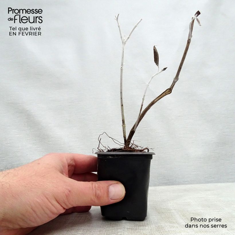 Exemplar von Peruanischer Salbei - Salvia discolor Kleine Töpfe von 7/8 cm wie im Winter geliefert