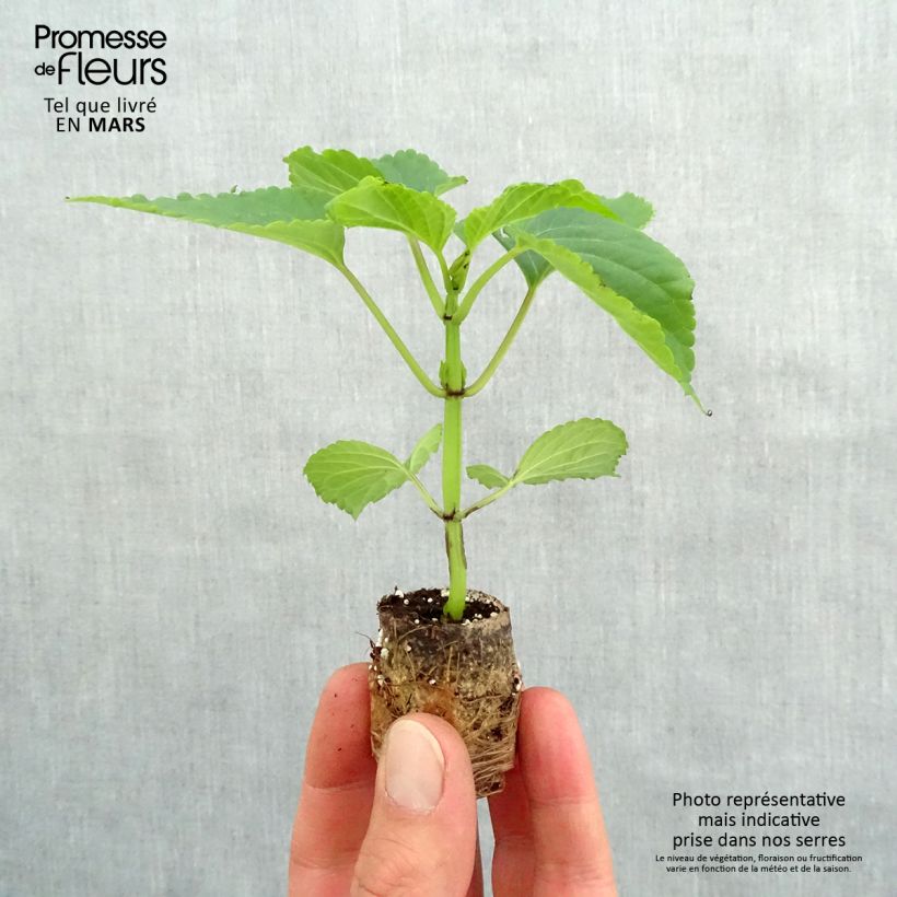Example of Feuer-Salbei Gogo Purple - Salvia Mini-Plug Ø 3/4 cm as you get in printemps