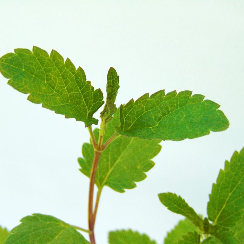 Salvia uliginosa - Sumpf-Salbei (Foliage)