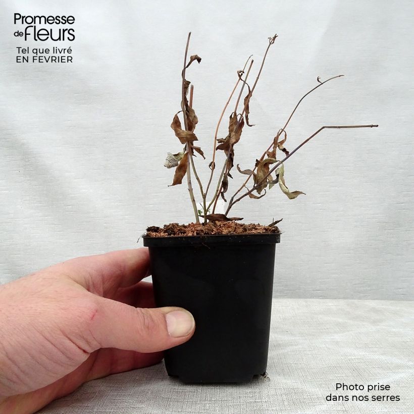 Exemplar von Salvia uliginosa African Skies - Sumpf-Salbei Kleine Töpfe von 8/9 cm wie im Winter geliefert