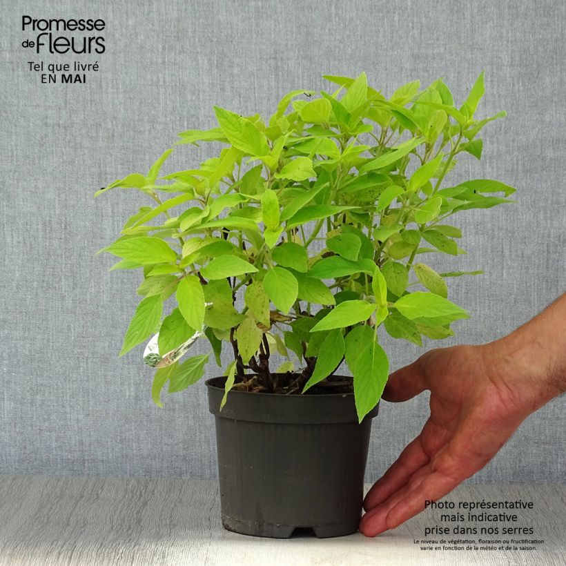 Exemplar von Zierlicher Salbei Golden Delicious - Salvia elegans Topf mit 1,5L/2L wie im Frühjahr geliefert