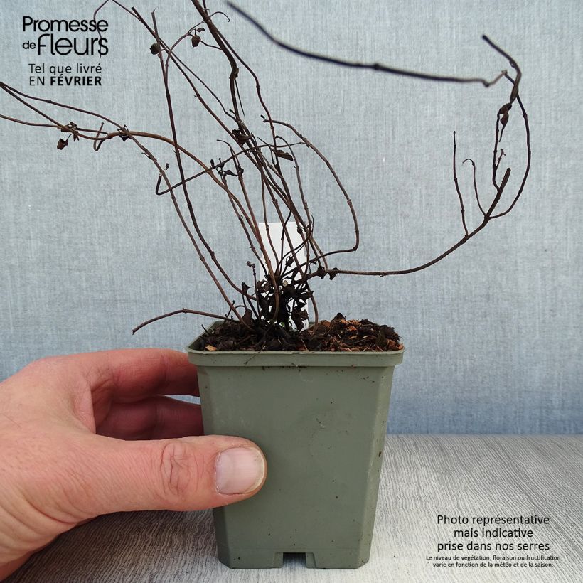 Exemplar von Salvia forreri - Forrers Salbei Kleine Töpfe von 8/9 cm wie im Winter geliefert