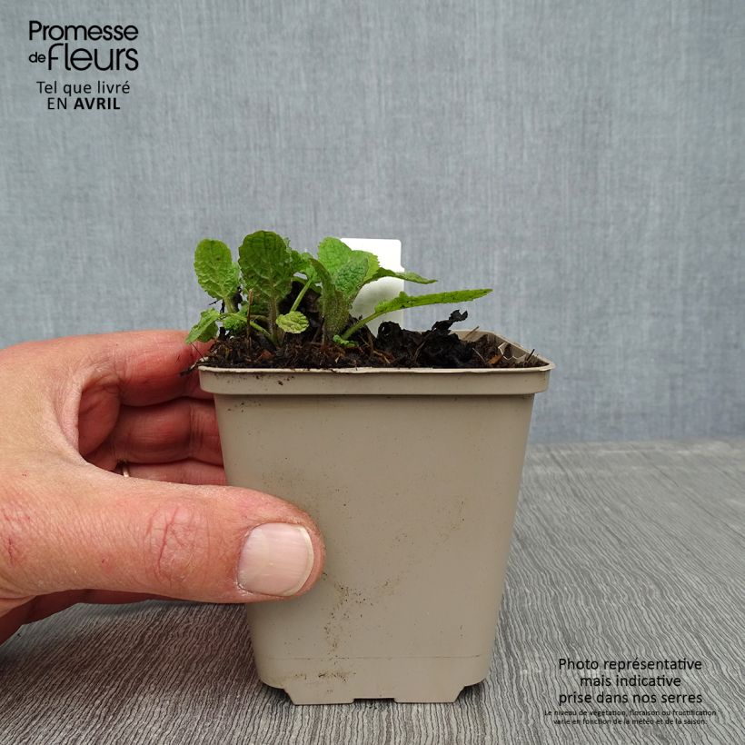 Exemplar von Salvia forsskaolei - Balkan-Salbei Kleine Töpfe von 8/9 cm wie im Frühjahr geliefert