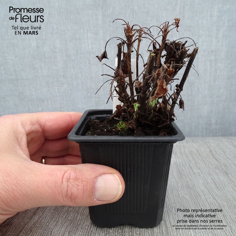 Example of Salvia glutinosa - Klebriger Salbei Kleine Töpfe von 8/9 cm as you get in hiver