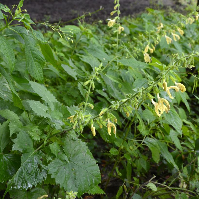 Salvia glutinosa - Klebriger Salbei (Plant habit)
