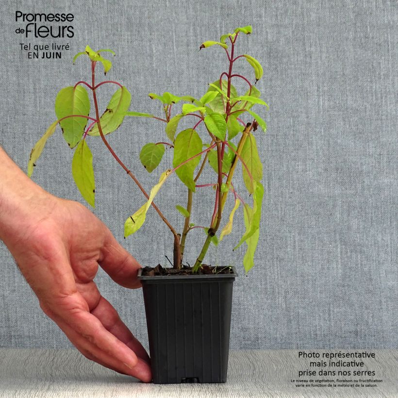 Exemplar von Salvia involucrata Bethelii - Pfingstrosen-Salbei Kleine Töpfe von 7/8 cm wie im Sommer geliefert