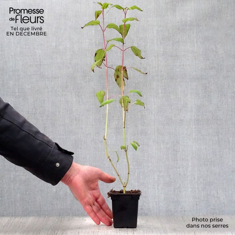 Exemplar von Salvia involucrata Bethelii - Pfingstrosen-Salbei Kleine Töpfe von 7/8 cm wie im Winter geliefert