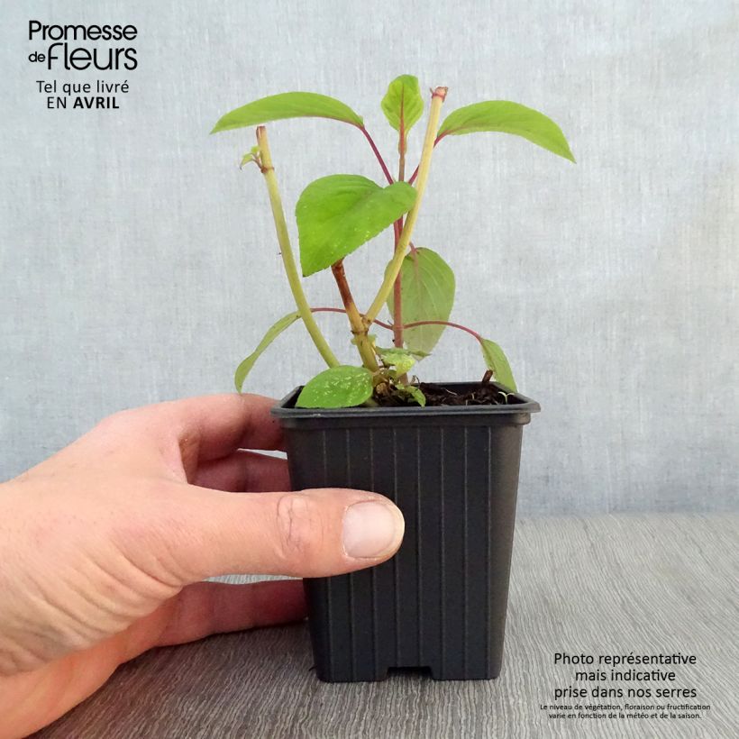 Exemplar von Salvia involucrata Bethelii - Pfingstrosen-Salbei Kleine Töpfe von 7/8 cm wie im Frühjahr geliefert