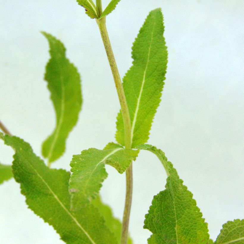 Salvia nemorosa Amethyst - Steppen-Salbei (Foliage)
