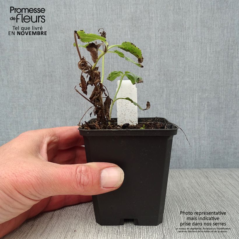 Example of Salvia nemorosa Amethyst - Steppen-Salbei Kleine Töpfe von 8/9 cm as you get in automne