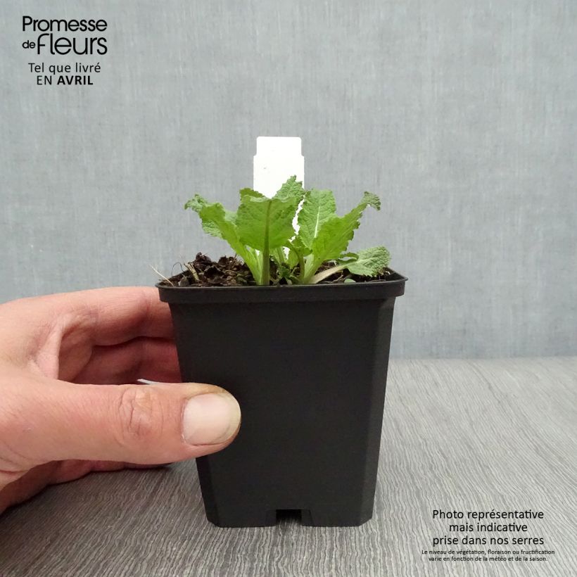 Exemplar von Salvia nemorosa Amethyst - Steppen-Salbei Kleine Töpfe von 8/9 cm wie im Frühjahr geliefert