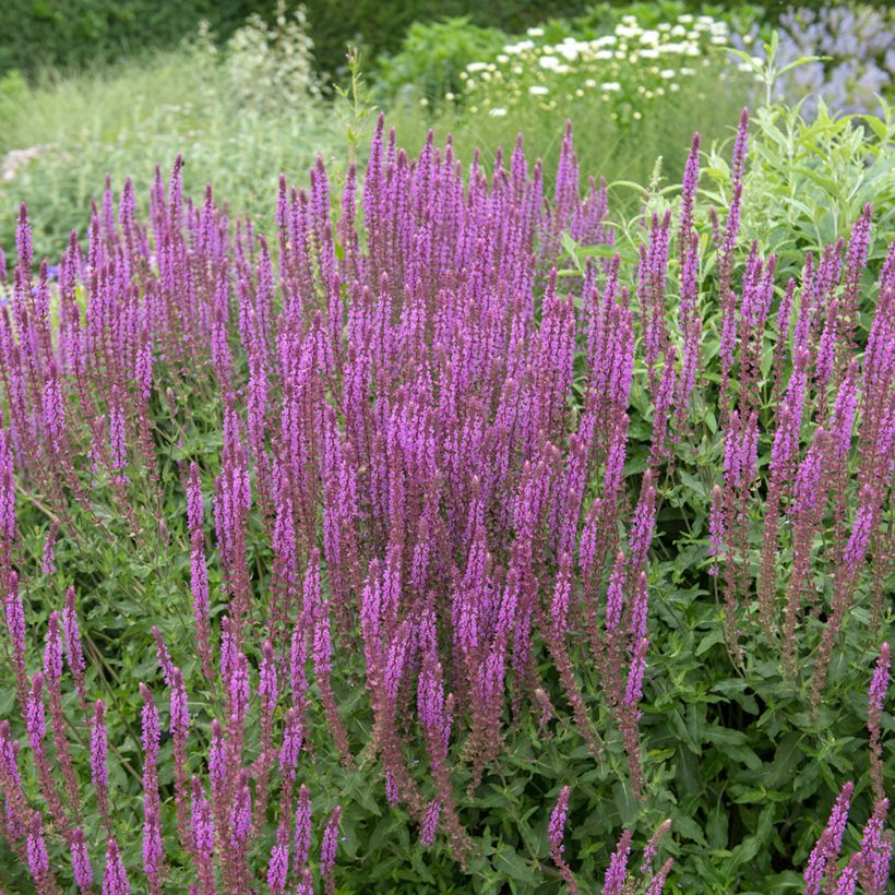 Salvia nemorosa Amethyst - Steppen-Salbei (Plant habit)