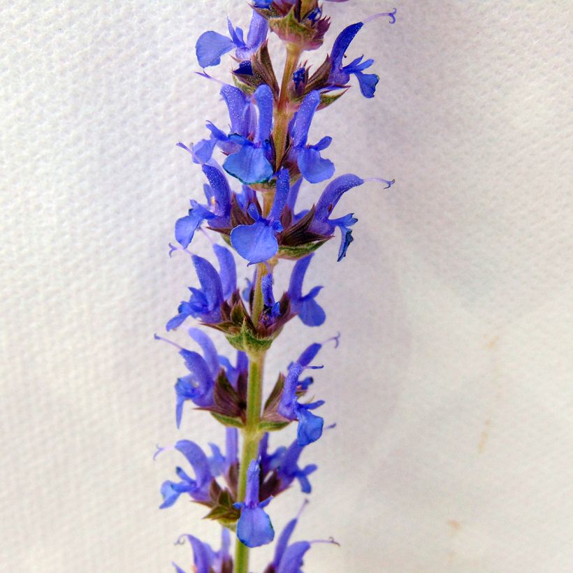 Salvia nemorosa Blauhügel - Steppen-Salbei (Flowering)
