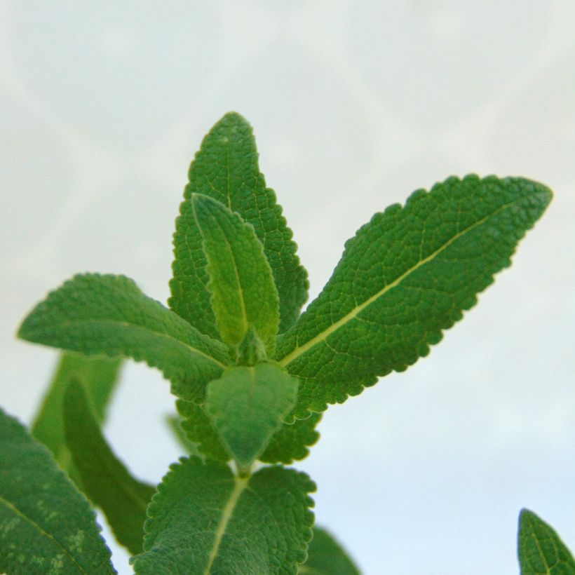 Salvia nemorosa Caradonna - Steppen-Salbei (Foliage)