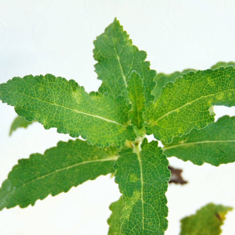 Salvia nemorosa Schwellenburg - Steppen-Salbei (Foliage)