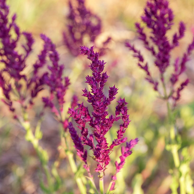 Salvia nemorosa Schwellenburg - Steppen-Salbei (Flowering)