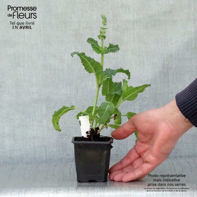 Exemplar von Salvia sylvestris Rhapsody in Blue - Steppen-Salbei Kleine Töpfe von 8/9 cm wie im Frühjahr geliefert