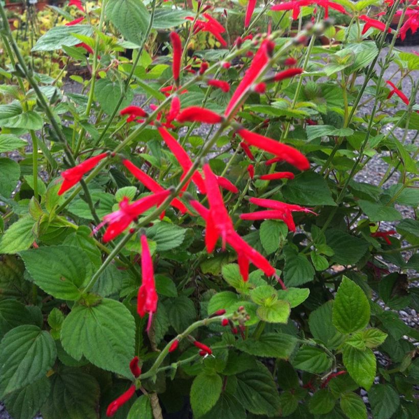 Zierlicher Salbei Tangerine - Salvia elegans (Plant habit)